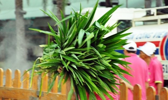 Cận cảnh màn gói chiếc bánh chưng “khủng” dâng Quốc Tổ - ảnh 11