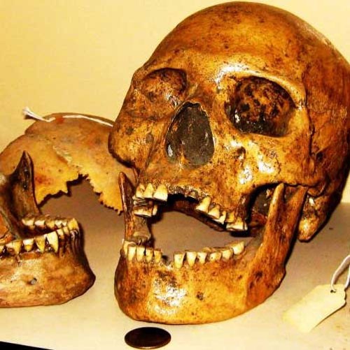 Sự thật về người khổng lồ tóc đỏ bí ẩn 'ăn thịt' đồng loại - ảnh 1