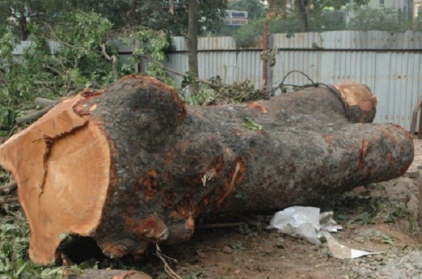 Tiếc ngẩn ngơ hàng xà cừ cổ thụ trên đường Láng trong ngày bị chặt - ảnh 6