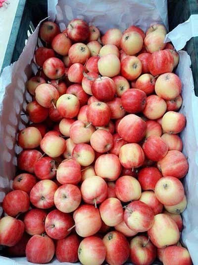 Táo đá đỏ rực hơn 50.000 đồng/kg hút khách Hà Nội - ảnh 1