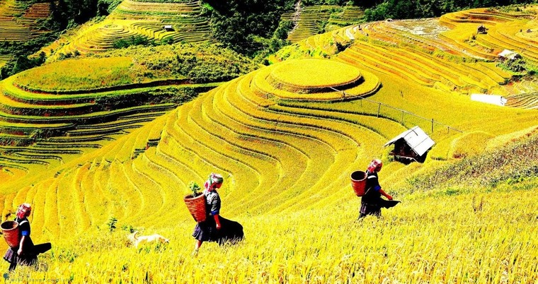 Ruộng bậc thang Mù Cang Chải từng xếp hạng di tích quốc gia trên diện tích 500 ha vào năm nào?