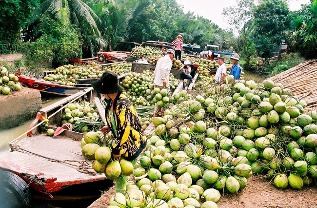 Tỉnh nào ở đồng bằng sông Cửu Long có diện tích trồng dừa lớn nhất cả nước?