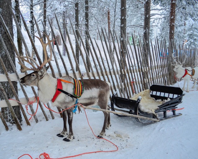 Con vật nào gắn liền với ông già Noel?