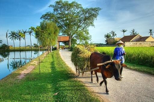 Hiện Đường Lâm có bao nhiêu ngôi nhà cổ?