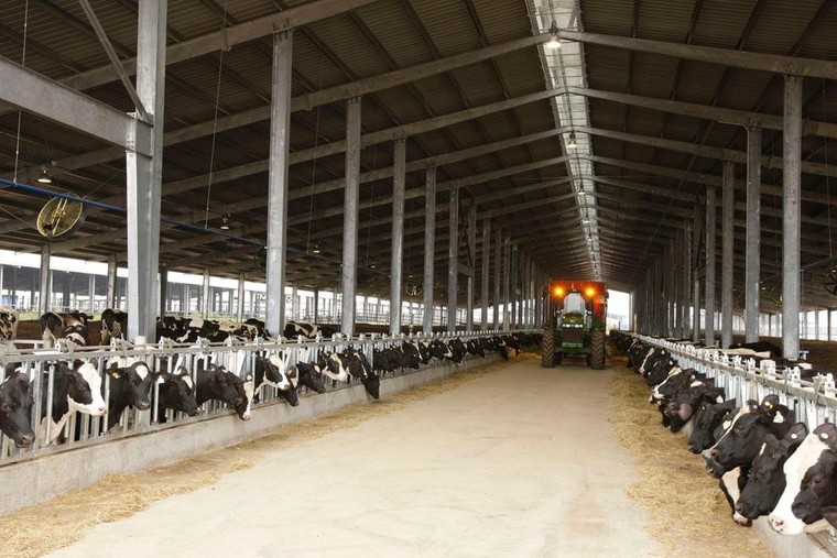 Vững đà tăng trưởng, TH true MILK đón đàn bò sữa cao sản nhập khẩu đầu tiên trong năm 2021 ảnh 5