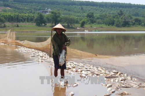 Gần 20 tấn cá chết trắng tại đập Bình Hà 1, Bình Phước ảnh 1