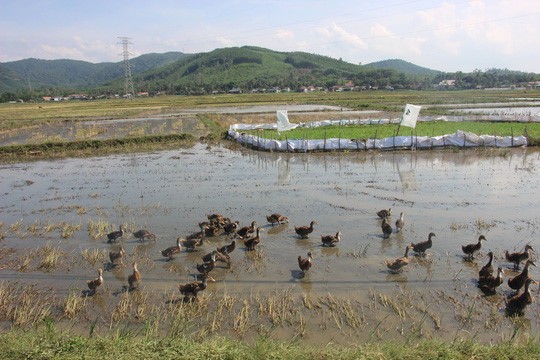 Chuyện lạ: Vịt ăn mót trên đồng lúa của dân, xã thu phí tiền triệu ảnh 2