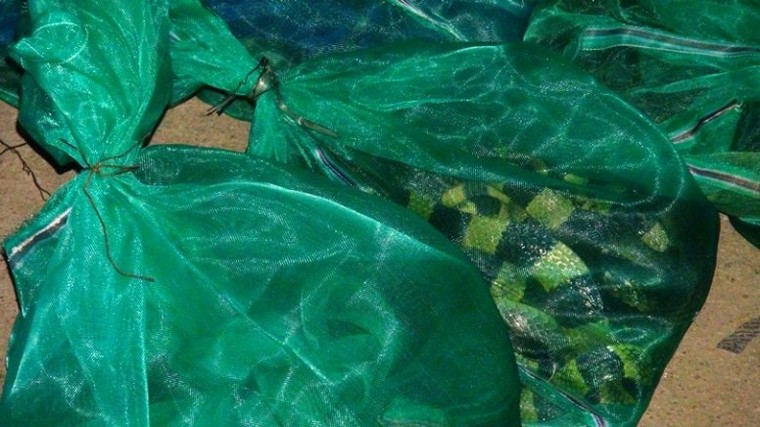 Khởi tố, bắt tạm giam người phụ nữ buôn động vật quý hiếm ảnh 2