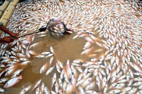 Hàng trăm tấn cá chết trắng bè sông La Ngà ảnh 2