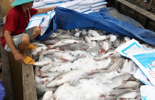 Hàng trăm tấn cá chết trắng bè sông La Ngà ảnh 3