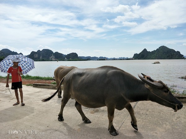 Dân Ninh Bình liều mình vượt lũ cứu tài sản bị nhấn chìm trong nước ảnh 5