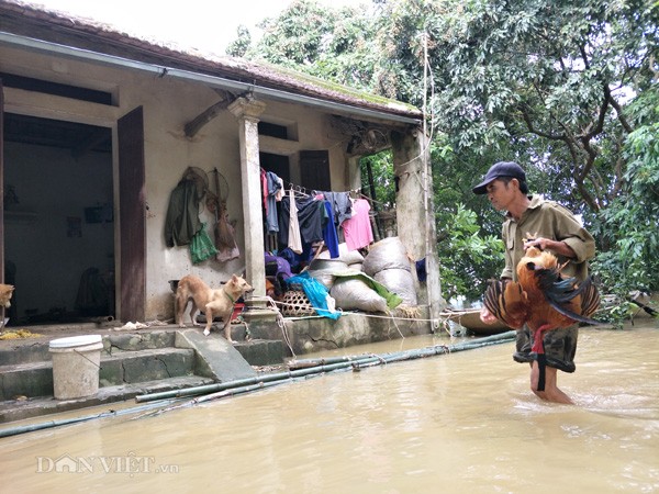 Dân Ninh Bình liều mình vượt lũ cứu tài sản bị nhấn chìm trong nước ảnh 8