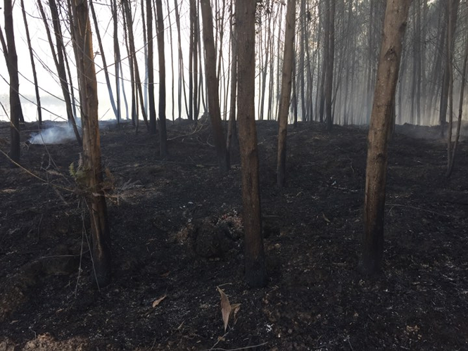 Nắng nóng đổ lửa, cháy rừng liên tiếp ở TT-Huế ảnh 1