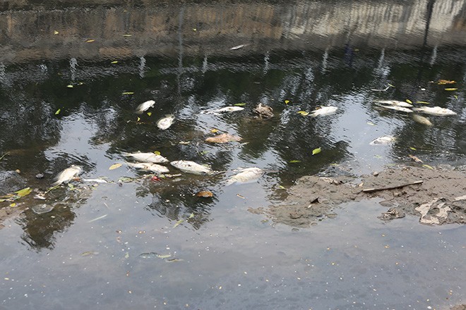 Giải thích hiện tượng cá chết trên sông Tô Lịch ảnh 2