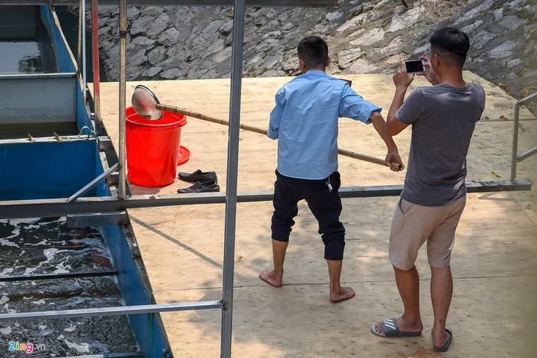 Cá Koi lờ đờ, chết ngửa bụng sau 2 ngày ở bể xử lý nước sông Tô Lịch ảnh 2