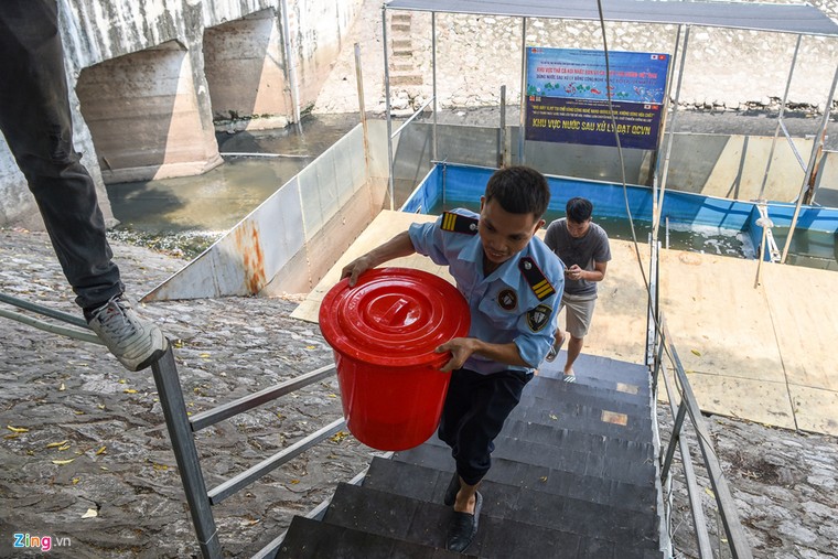 Cá Koi lờ đờ, chết ngửa bụng sau 2 ngày ở bể xử lý nước sông Tô Lịch ảnh 3