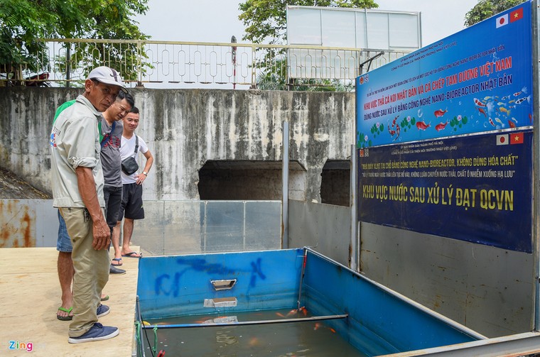 Cá Koi lờ đờ, chết ngửa bụng sau 2 ngày ở bể xử lý nước sông Tô Lịch ảnh 5