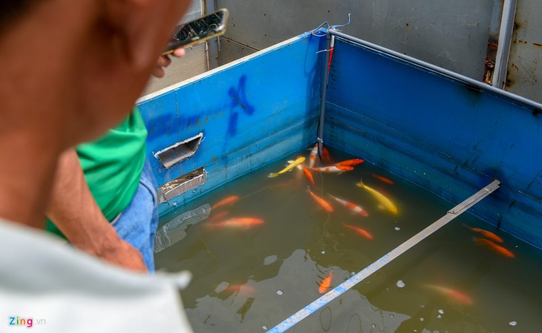 Cá Koi lờ đờ, chết ngửa bụng sau 2 ngày ở bể xử lý nước sông Tô Lịch ảnh 7