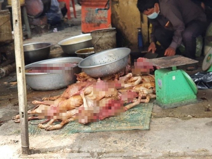 FOUR PAWS và ACPA đề nghị cấm giết mổ và tiêu thụ thịt chó, mèo ảnh 1