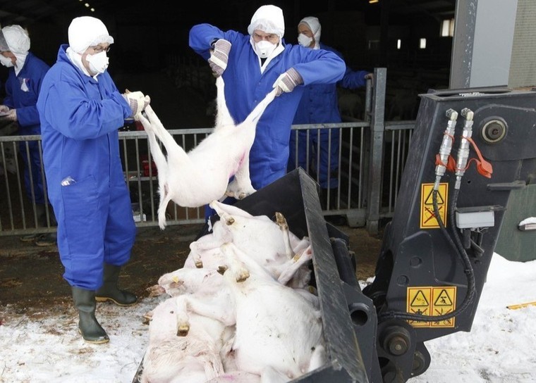 7 căn bệnh lây truyền từ động vật sang người ảnh 1