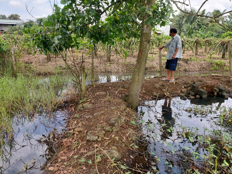 Đồng Nai: Nông dân xã Sông Trầu bất lực nhìn lúa chết, ruộng vườn ngập úng bỏ hoang ảnh 1