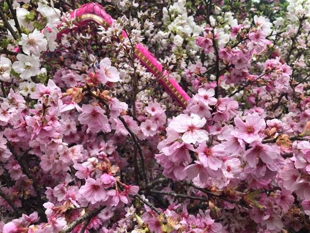 Lễ hội hoa anh đào Nhật Bản - Hà Nội 2019: Náo nức trước giờ khai mạc ảnh 12