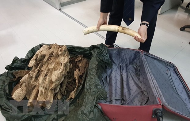 Phát hiện đối tượng vận chuyển trái phép ngà voi qua đường hàng không ảnh 2