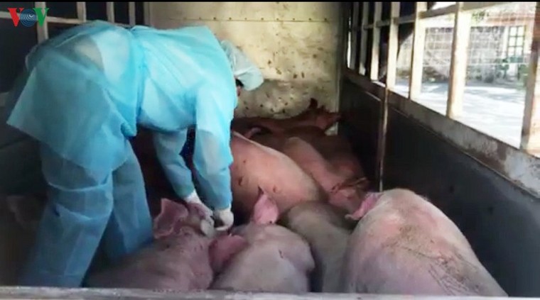 Sát Tết Nguyên đán, vận chuyển heo lậu qua biên giới chưa giảm ảnh 1