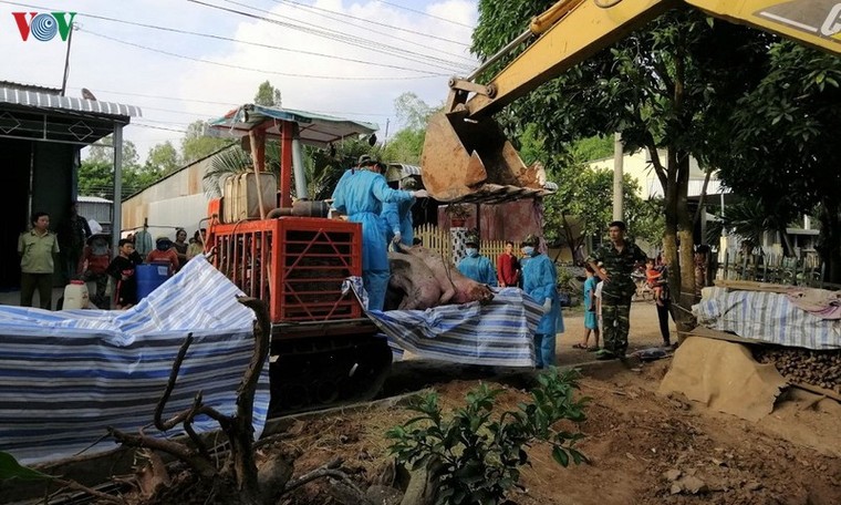 Sát Tết Nguyên đán, vận chuyển heo lậu qua biên giới chưa giảm ảnh 2