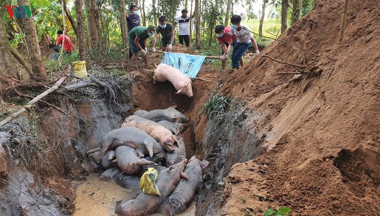 Sát Tết Nguyên đán, vận chuyển heo lậu qua biên giới chưa giảm ảnh 3