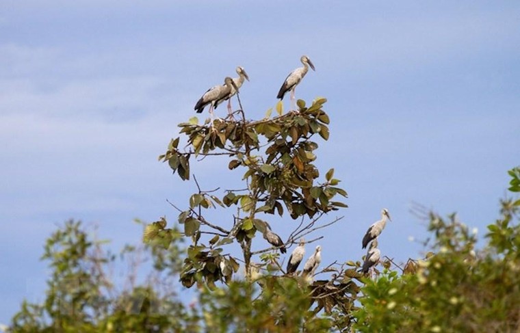 Xuất hiện đàn Cò nhạn quý hiếm di cư về Vườn Quốc gia Lò Gò - Xa Mát ảnh 2