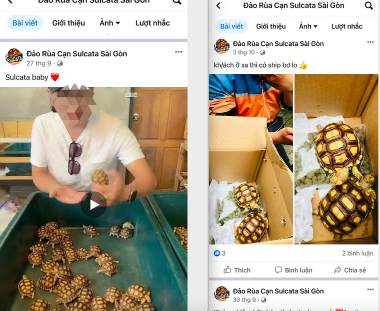 Nhức nhối vấn nạn mua bán, nuôi nhốt trái phép các loại rùa cạn quý hiếm ảnh 8