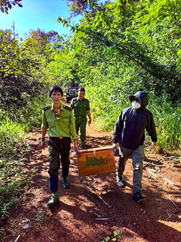 Tái thả 17 tê tê Java và 1 khỉ đuôi dài về tự nhiên ảnh 3