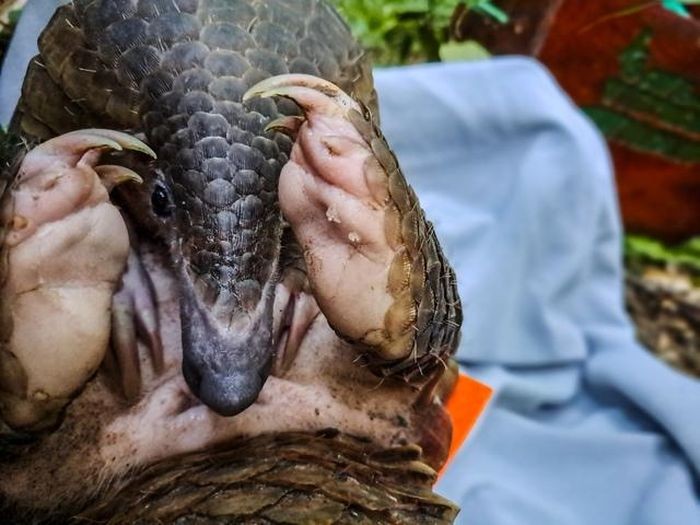 Tái thả 17 tê tê Java và 1 khỉ đuôi dài về tự nhiên ảnh 2