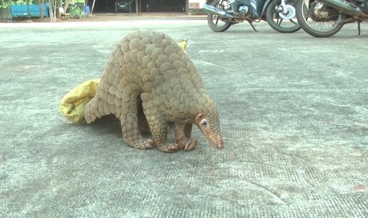 Tái thả 17 tê tê Java và 1 khỉ đuôi dài về tự nhiên ảnh 4