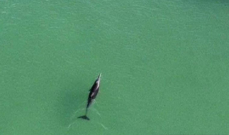 Quảng Ninh: Cá heo xuất hiện nhiều trên vùng biển Cô Tô ảnh 1
