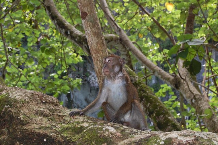 Vườn quốc gia Sông ngầm Puerto Princesa ảnh 2