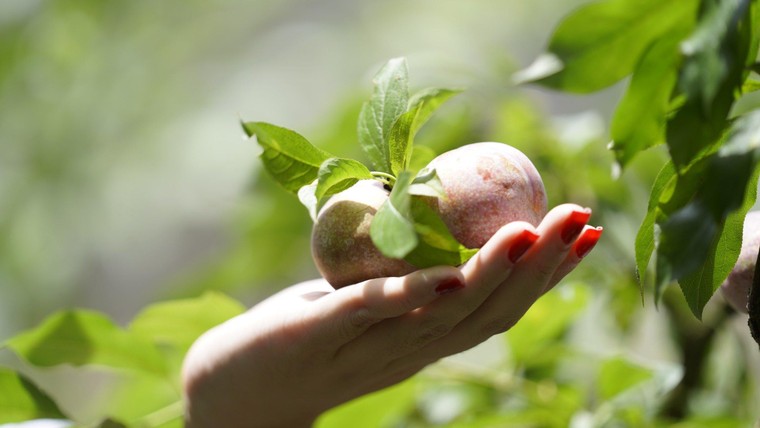 Sơn La chính thức ra mắt thương hiệu 'Mận hậu Ruby Sơn La' ảnh 3