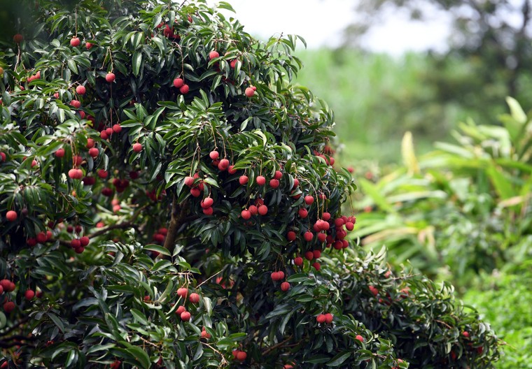 Xây dựng thương hiệu quả vải Việt Nam: Câu chuyện từ Bắc Giang ảnh 1