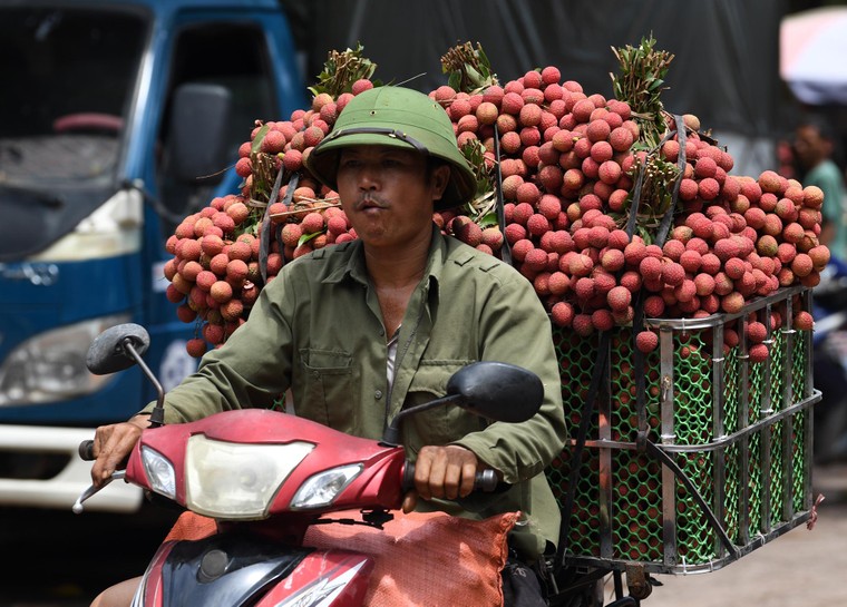 Xây dựng thương hiệu quả vải Việt Nam: Câu chuyện từ Bắc Giang ảnh 5