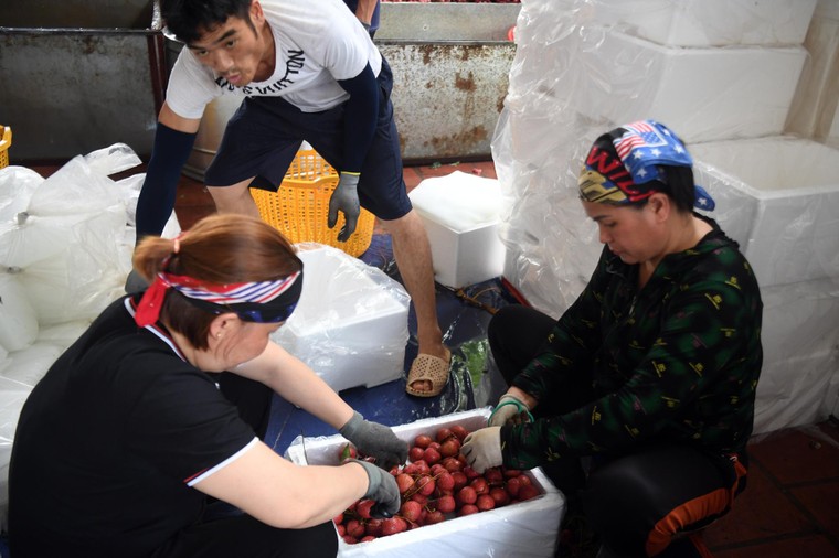 Xây dựng thương hiệu quả vải Việt Nam: Câu chuyện từ Bắc Giang ảnh 7