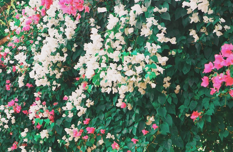 Hoa giấy Đà Nẵng: Thiên đường check-in của giới trẻ Đà thành ảnh 1