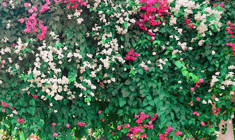 Hoa giấy Đà Nẵng: Thiên đường check-in của giới trẻ Đà thành ảnh 2