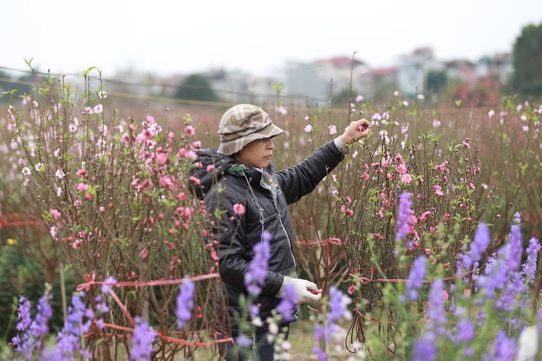 Tấp nập thu hoạch đào đón Tết ảnh 3