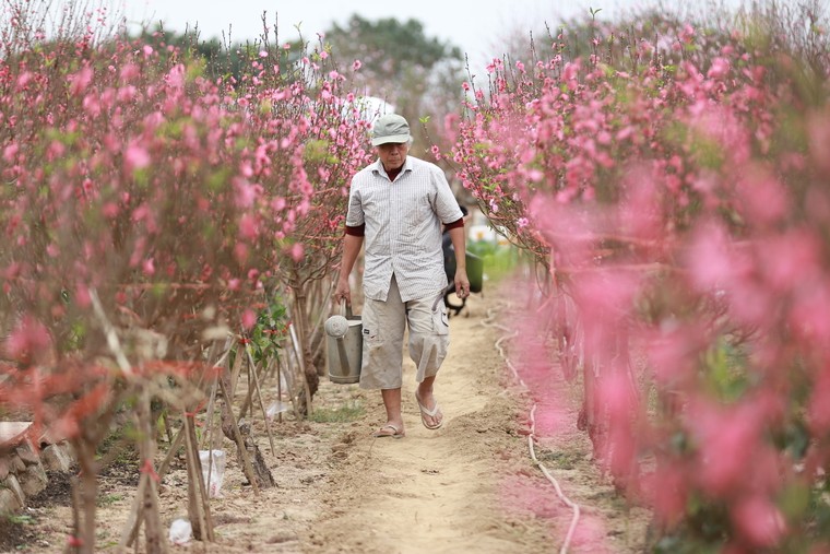 Tấp nập thu hoạch đào đón Tết ảnh 2