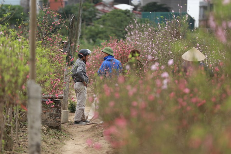 Tấp nập thu hoạch đào đón Tết ảnh 4