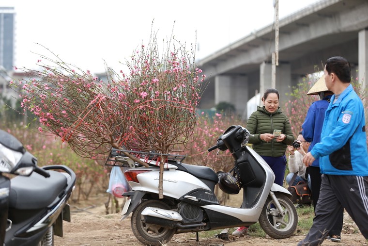 Tấp nập thu hoạch đào đón Tết ảnh 9