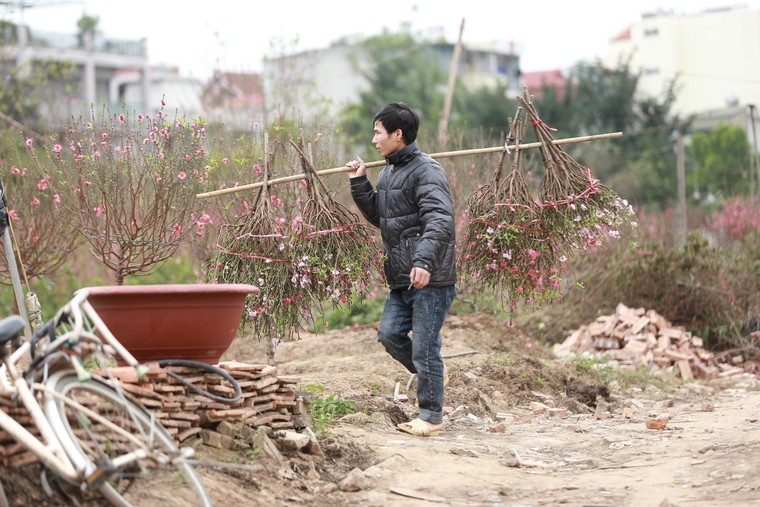 Tấp nập thu hoạch đào đón Tết ảnh 8