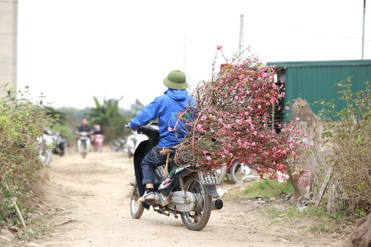 Tấp nập thu hoạch đào đón Tết ảnh 10