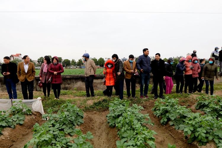 Nông dân Nam Định thu nhập hàng trăm triệu nhờ giống khoai tây mới ảnh 2